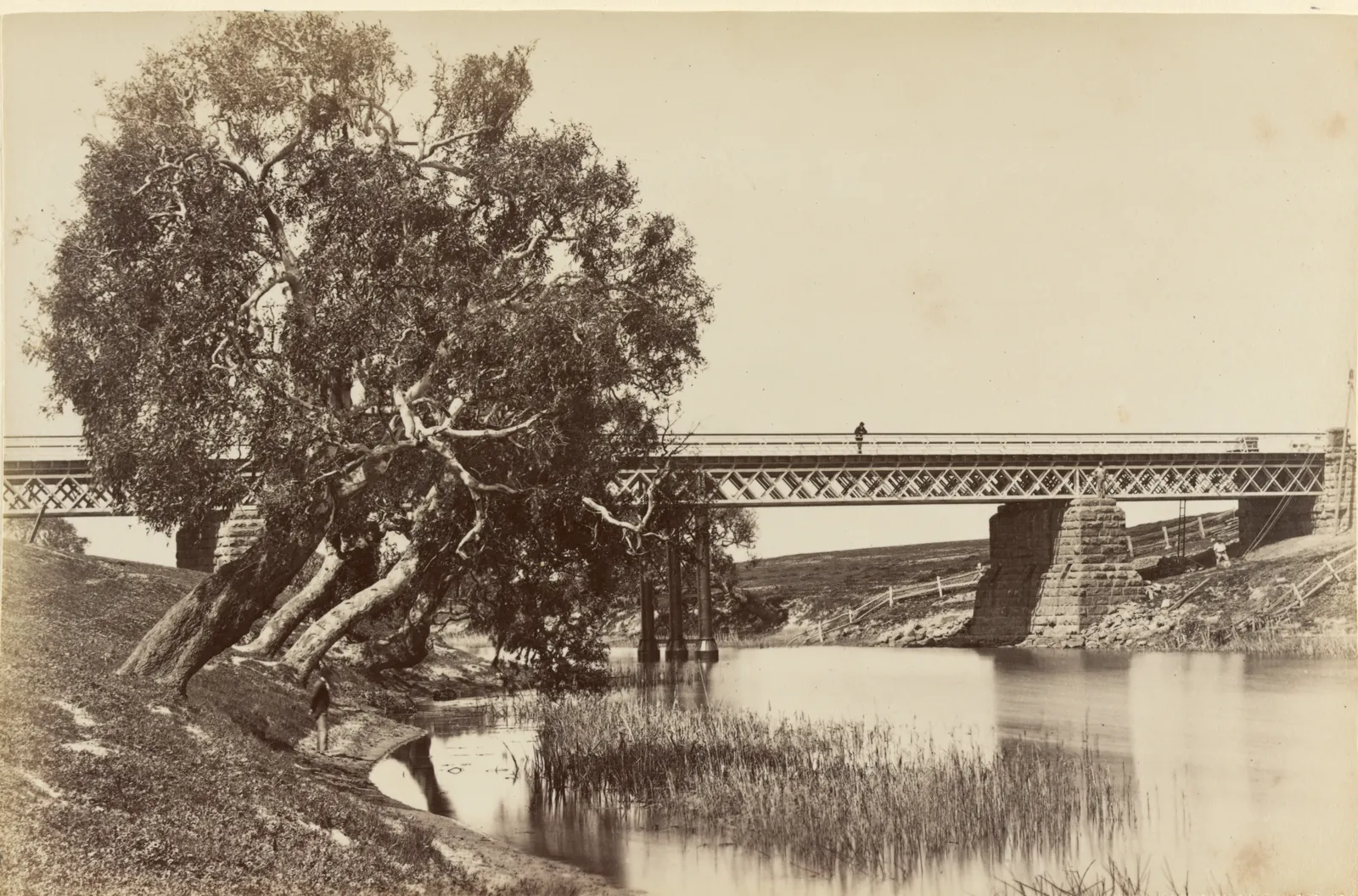 A broad, still river with reeds, a big leaning river red gum on the near bank, and behind it a long iron lattice bridge on a tall stone pier, one figure standing on the deck.