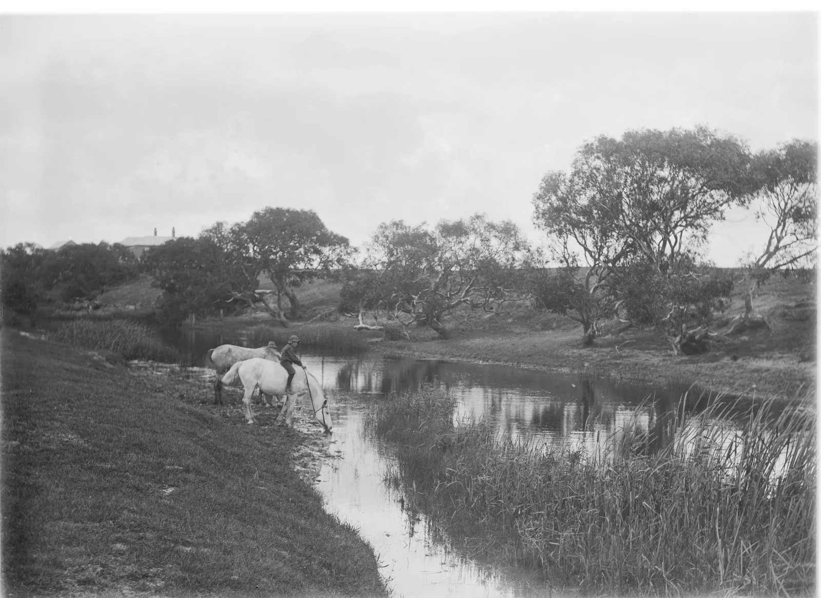 A man on a grey horse leading a second grey into the edge of a reedy river to drink, the water bending away towards a line of river red gums.